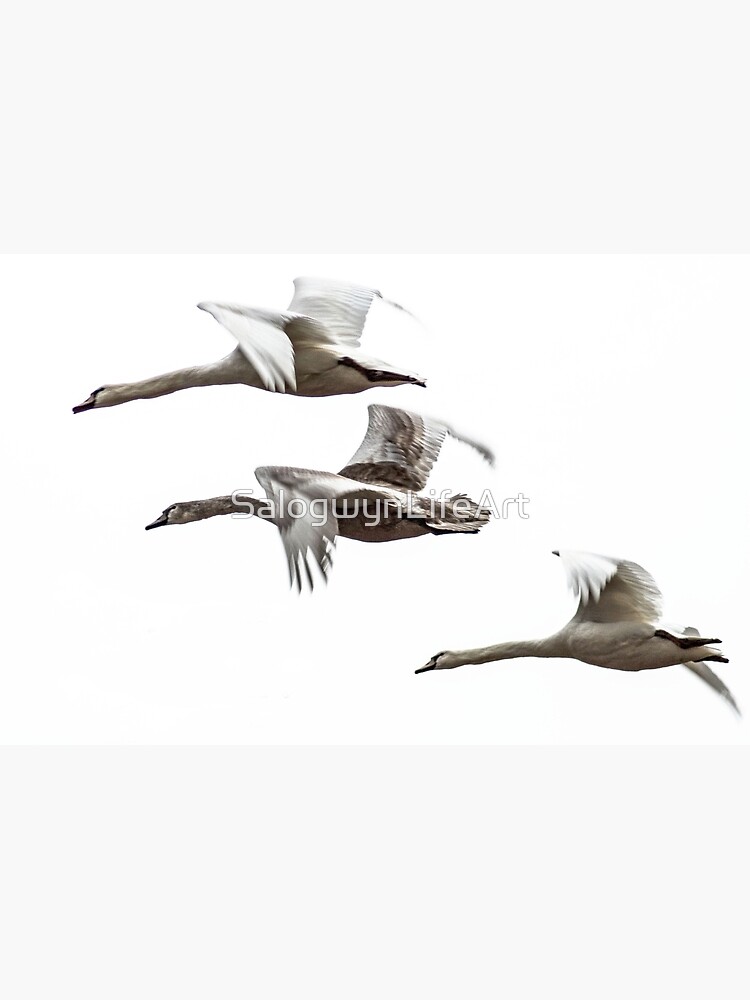 Flying swans on a white background - The dream of freedom! Design by  Salogwyn Life Art | Poster