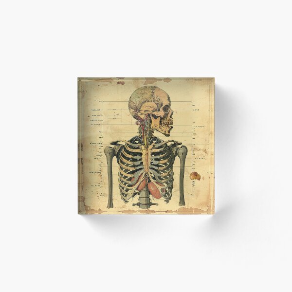 Aperçu de l'œuvre Affiche médicale d'art d'anatomie vintage créée et vendue par nomiraclehere.