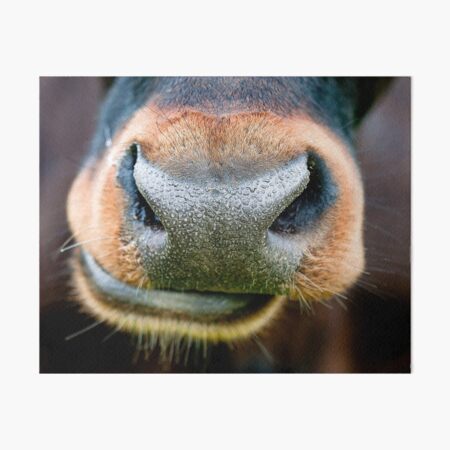 Brown Cow Nose Art Board Print