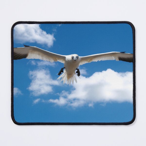 Item preview, Northern gannet designed and sold by Tom McPherson Photography.