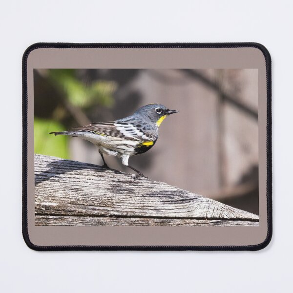 Item preview, Yellow-rumped Warbler designed and sold by CarolM.