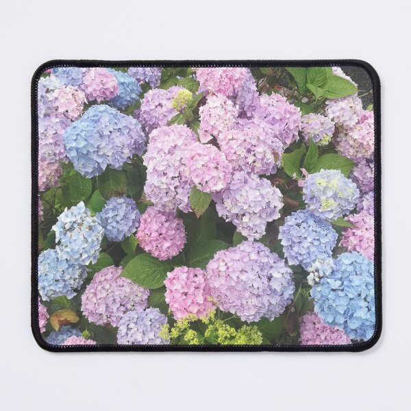 Item preview, Pink and blue hydrangeas photograph  designed and sold by esvb.