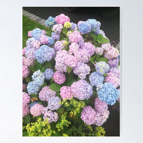 Item preview, Pink and blue hydrangeas photograph  designed and sold by esvb.