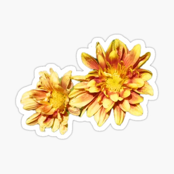 Item preview, Chrysanthemum  designed and sold by DimitraMimika.