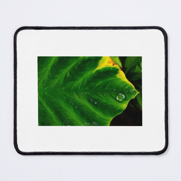 Item preview, Surreal leaf post storm designed and sold by KolasMapsphotos.