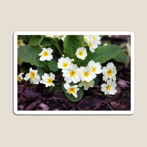 Primroses Magnet