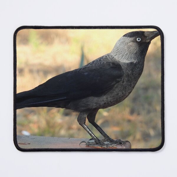 Item preview, Side View Of A Wild Jackdaw designed and sold by taiche.