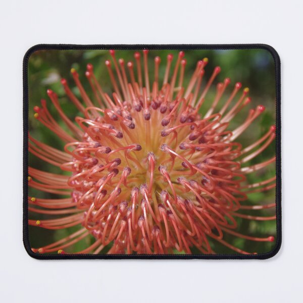 Item preview, Leucospermum red ribbon designed and sold by lezvee.