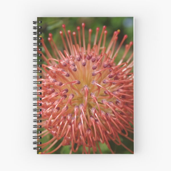 Item preview, Leucospermum red ribbon designed and sold by lezvee.
