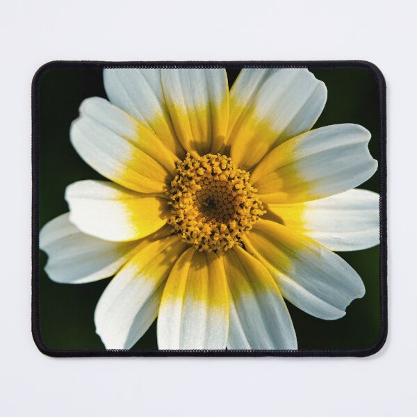 Item preview, Crown Daisy designed and sold by Tom McPherson Photography.