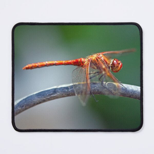Item preview, Red Dragonfly designed and sold by Kenziewenze.