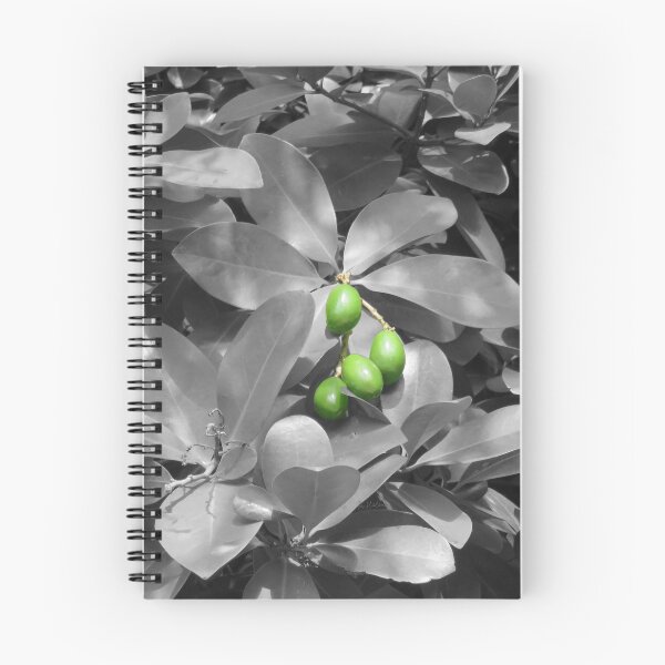 Item preview, Macadamia nuts on black and white background designed and sold by AHELENE.