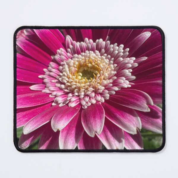 Item preview, Pink Chinese Aster designed and sold by Betsy Phillips.