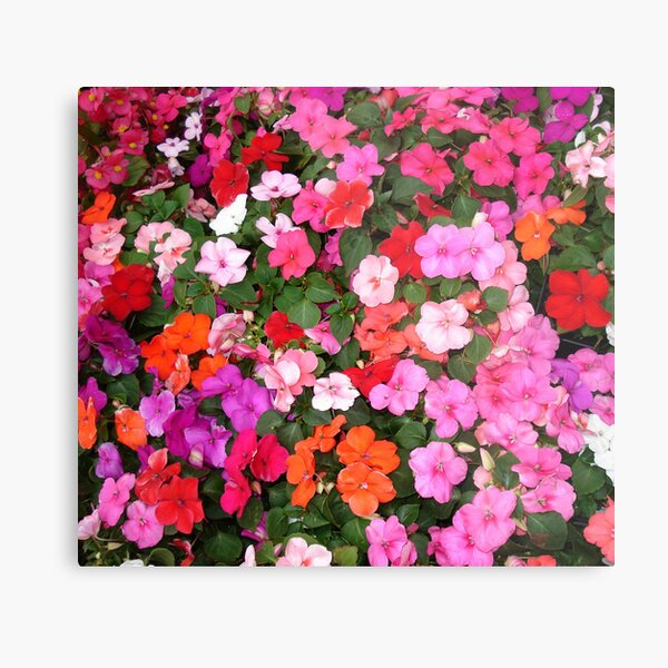 Impatiens Metal Print
