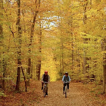Artwork thumbnail, Fall Activity by vette