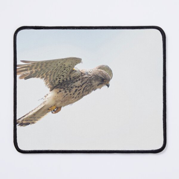 Item preview, Kestrel flying high designed and sold by kathleenjean.