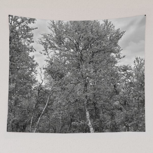 Item preview, Full. Mountain Birch bw designed and sold by Jouko Lehto Photography.