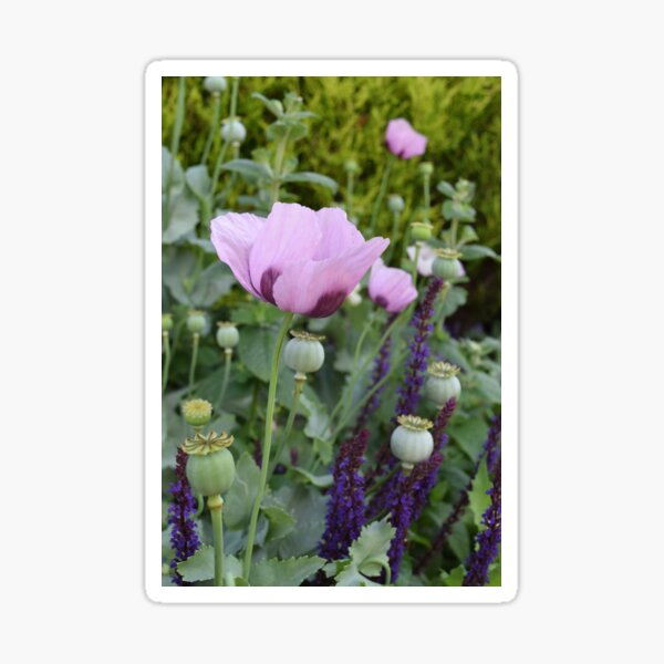 Item preview, Lilac poppy designed and sold by CatherineMoore4.
