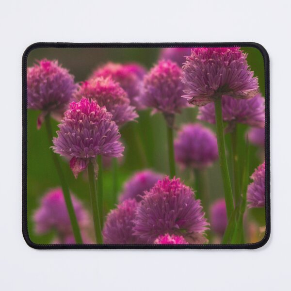 Item preview, Allium designed and sold by ElderIslesPress.