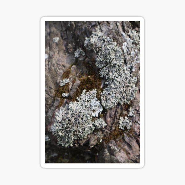 Item preview, Textures - Moss and Lichen pattern designed and sold by RabeeasArtSpace.