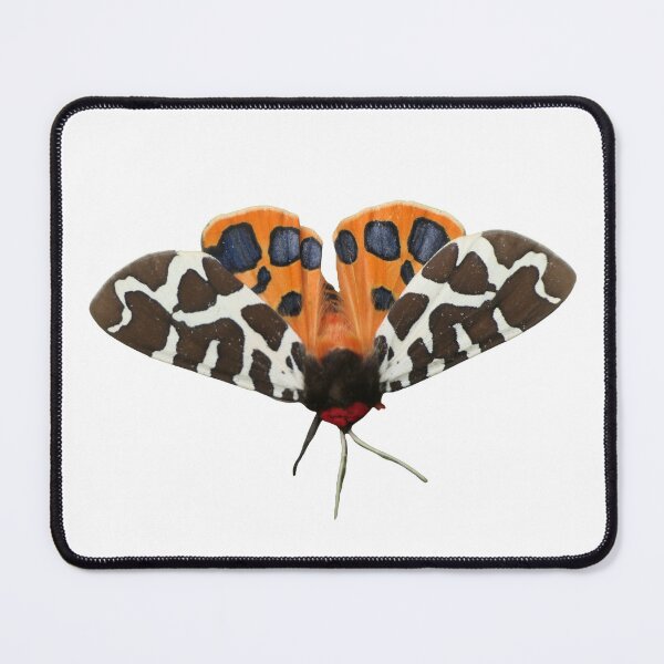 Item preview, Arctia caja / Garden tiger moth  designed and sold by Entomologist.