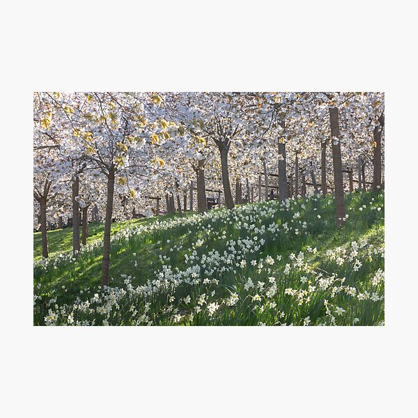 Item preview, Cherry Blossom Orchard in Spring designed and sold by AnitaNicholson.