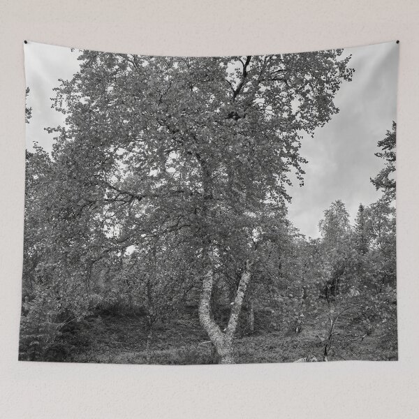 Item preview, Twinsting. Mountain Birch bw designed and sold by Jouko Lehto Photography.