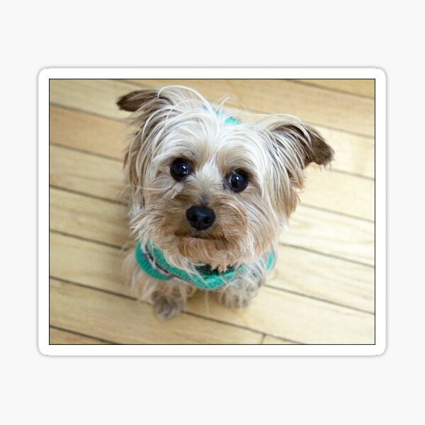 Item preview, Sox Looking At You designed and sold by KATKattalestv.
