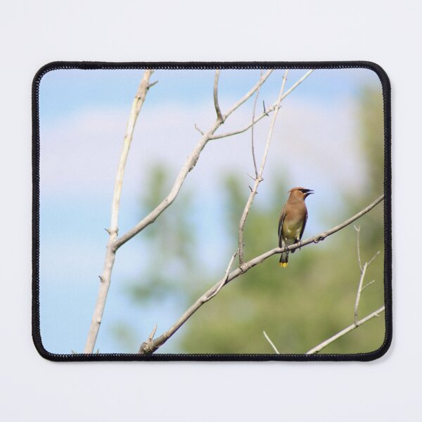 Item preview, Colorado Cedar Waxwing designed and sold by JustBirdThings.