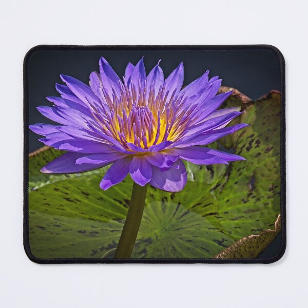 Item preview, purple lily with leaf designed and sold by photos-by-joel.