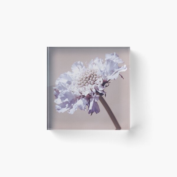 Item preview, Purple Pincushion Flower designed and sold by FeatherfallSTU.