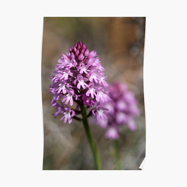 Pyramidal Orchid Posters Redbubble