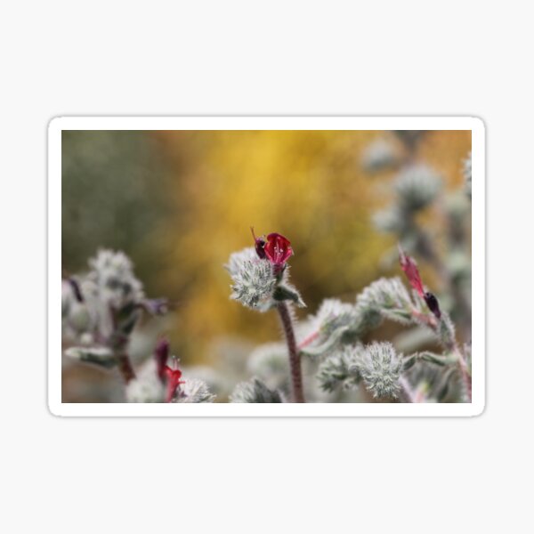 Echium Angustifolium Sticker
