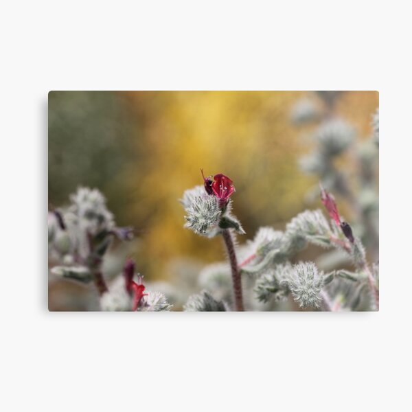Echium Angustifolium Metal Print