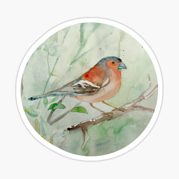 Buchfink / Chaffinch Sticker
