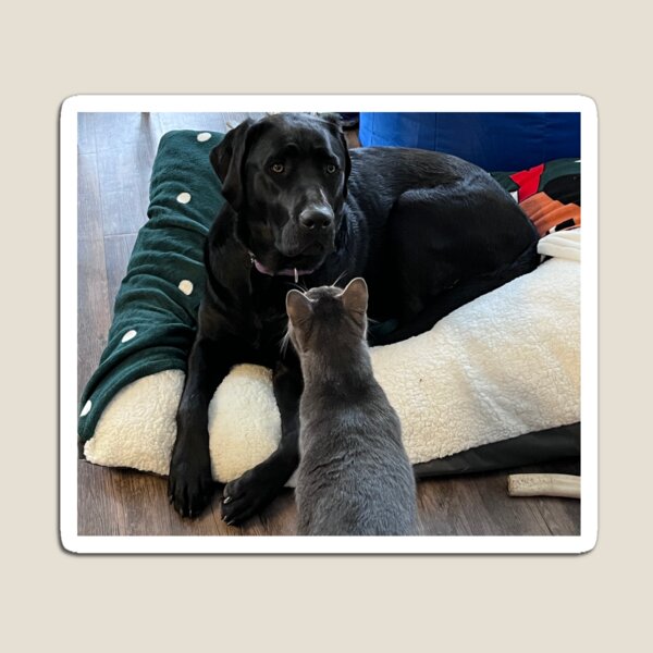 Aperçu de l'œuvre Black Lab et son chat créée et vendue par SpikeWear.