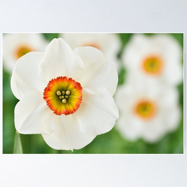 Item preview, Narcissus  'Felindre'    Div.  9 Poeticus  Daffodil designed and sold by Chris Burrows.