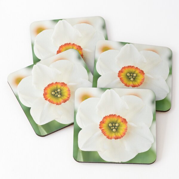 Item preview, Narcissus  'Felindre'    Div.  9 Poeticus  Daffodil designed and sold by Chris Burrows.