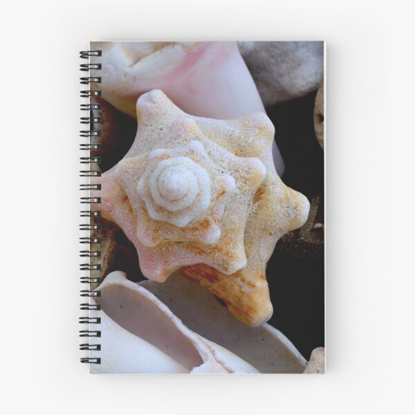 Item preview, Shell among others designed and sold by Jennifer  Sweeney.