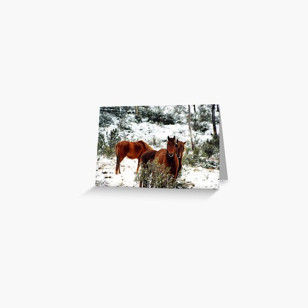 Brumby Stare Greeting Card