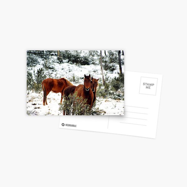 Item preview, Brumby Stare designed and sold by Raquel O'Neill.