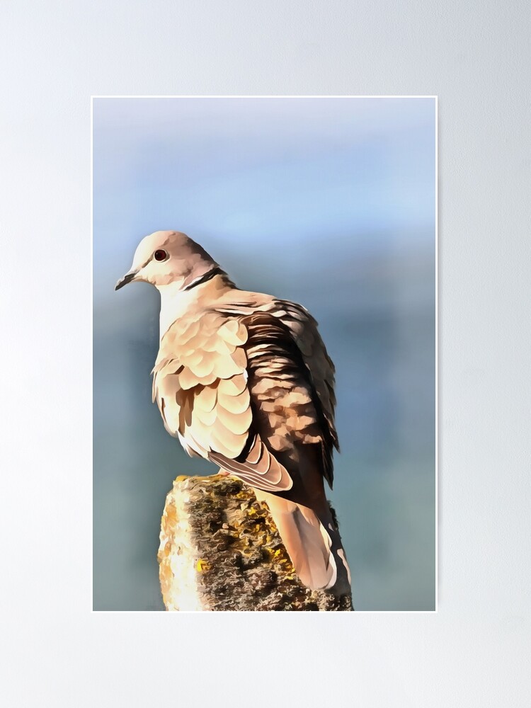 Bird Watching Turtle Dove 35 Eurasian Collared Dove Wildlife Art