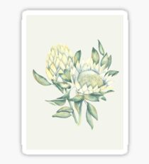 Protea Sticker