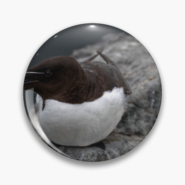 Item preview, Posing Razorbill designed and sold by Flyal4.