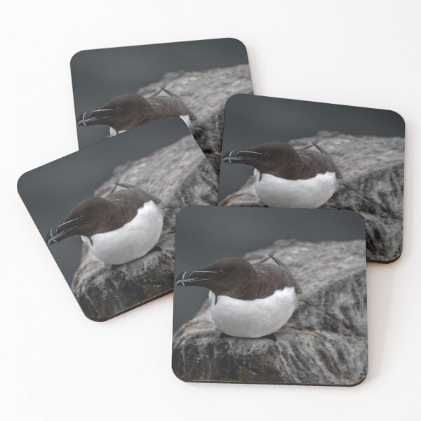 Item preview, Posing Razorbill designed and sold by Flyal4.