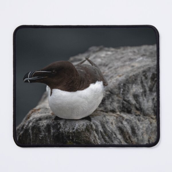 Item preview, Posing Razorbill designed and sold by Flyal4.