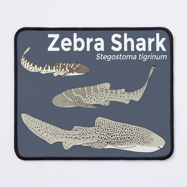 Item preview, Zebra Shark Life Stages designed and sold by taylorrowan.