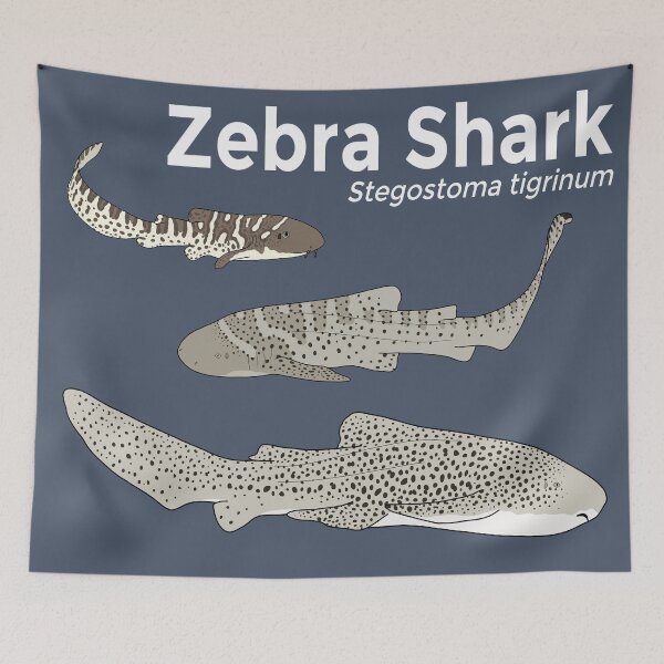 Item preview, Zebra Shark Life Stages designed and sold by taylorrowan.
