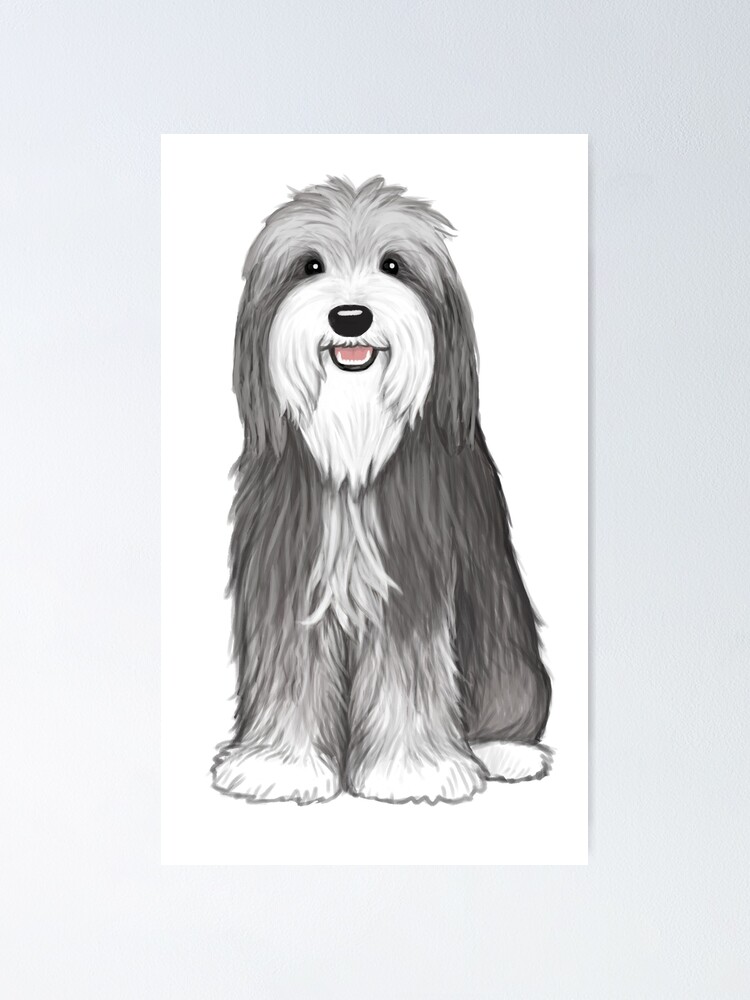 small bearded collie