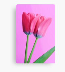 A study in pink Metal Print